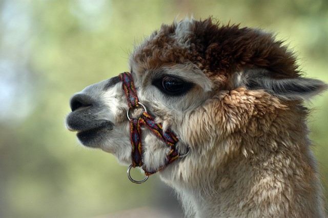 Alpacahoeve Klinkenberg