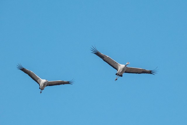 Kraanvogels tijdens de trek. 