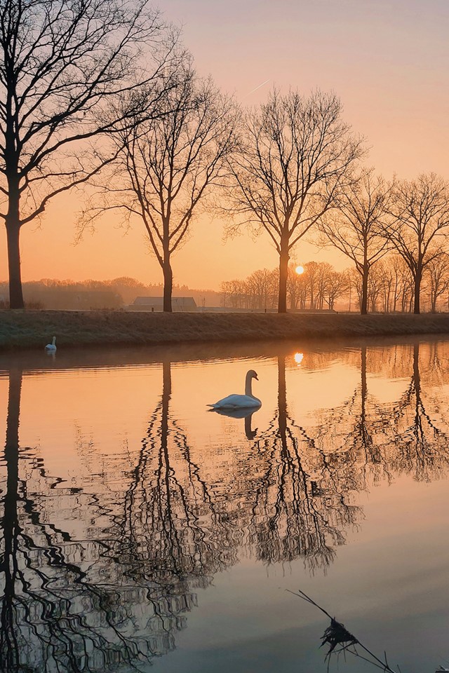 een zwaan in een sloot met zonsondergang.