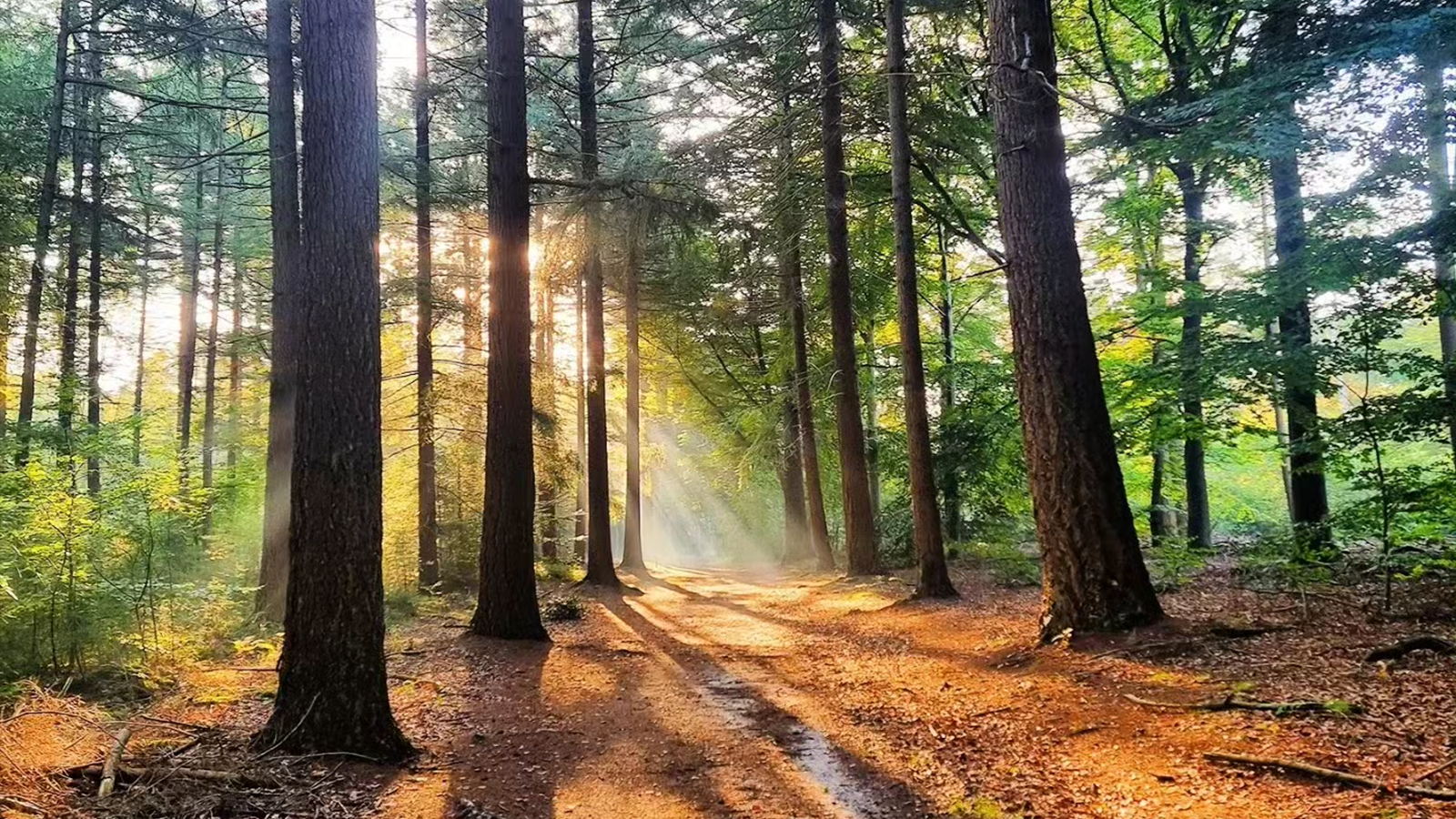Kaapse Bossen, Utrechtse Heuvelrug 