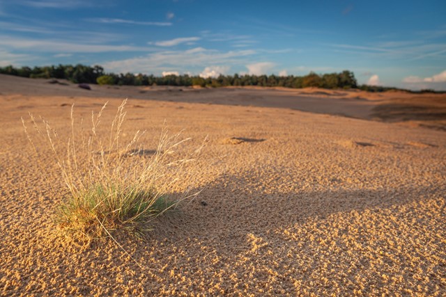 Wandelen in de IJstijd Kootwijkerzand