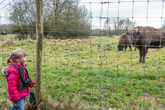 Wisenten in Natuurpark Lelystad.