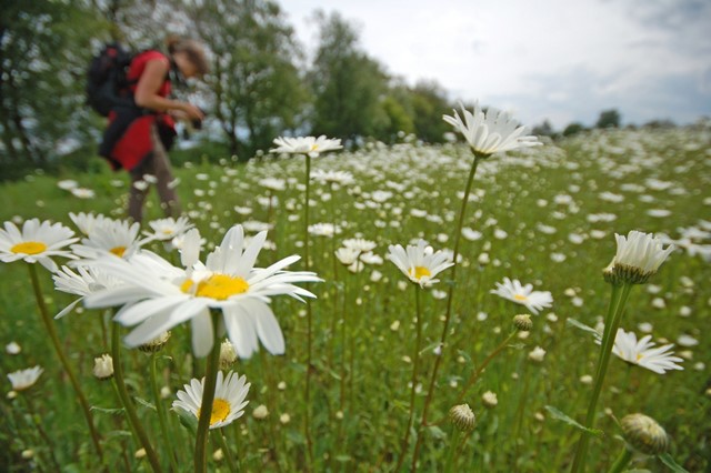 Bloemenveld