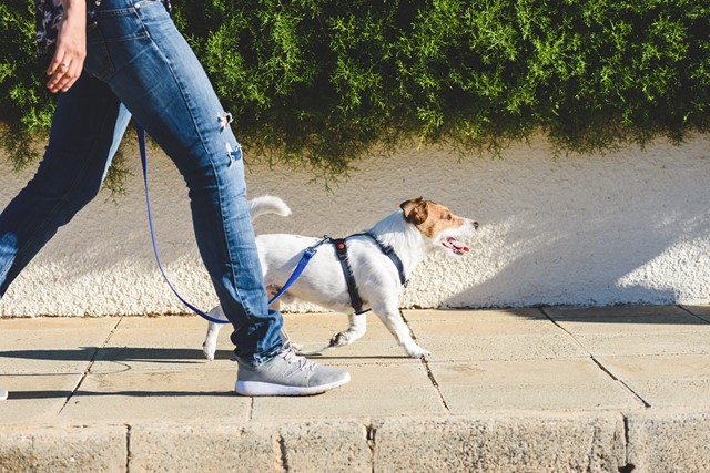 Wandelen met de hond aangelijnd met tuigje