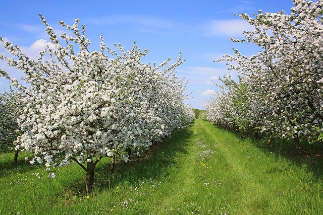 Bloeiende fruitbomen 