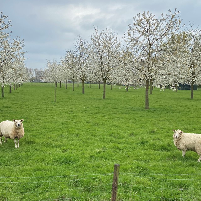 afbeelding van twee schapen in de boomgaard.