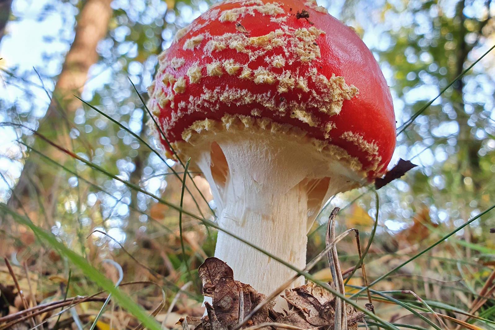 Wandelen in de ijstijd Amerongse Bos, paddenstoel