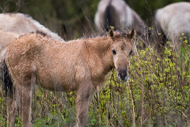 Wandelen tussen de konikpaarden