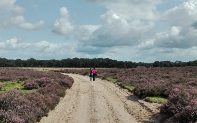 De heide bij Ede