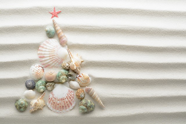 Schelpen op het strand