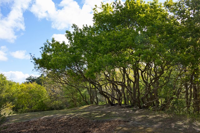 afbeeldingen van krullerige bomen in het Panbos.