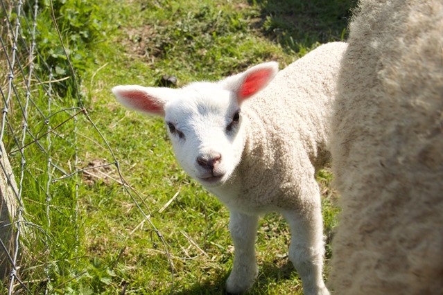 Afbeelding 2 Wandelen In De Lente 6 Routes Naar Dieren