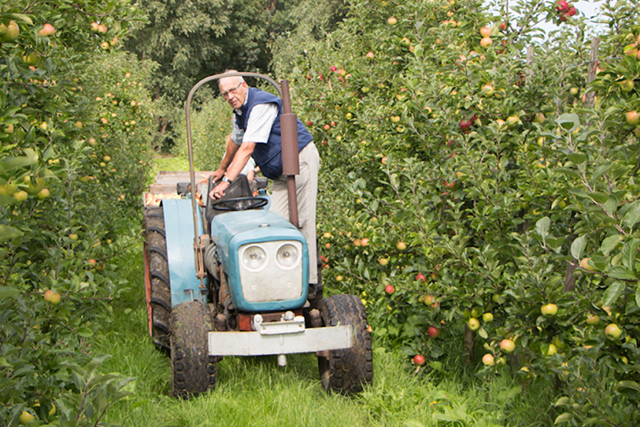 Appels Plukken De Olmenhorst
