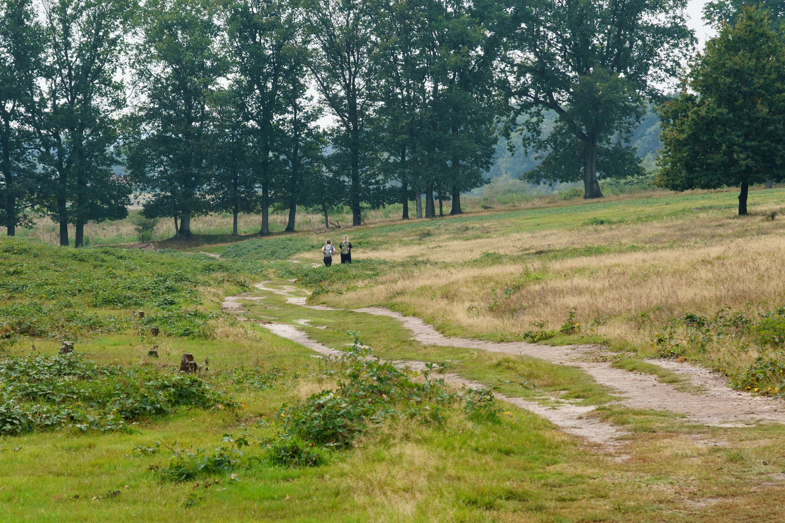 Utrechtse Heuvelrug Alexander Flickr