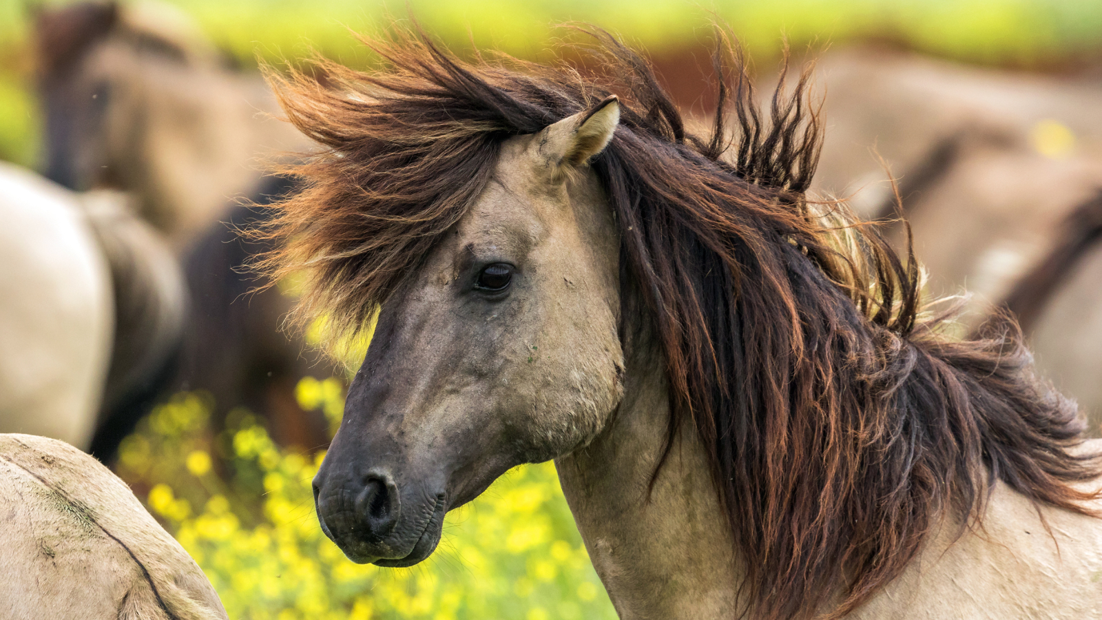 Boswachterspad Flevoland Roerdomp