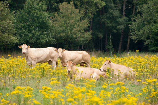 Top 8 Mooiste Wandelingen In Grensland De Baronie Chaamsebeekkoeien