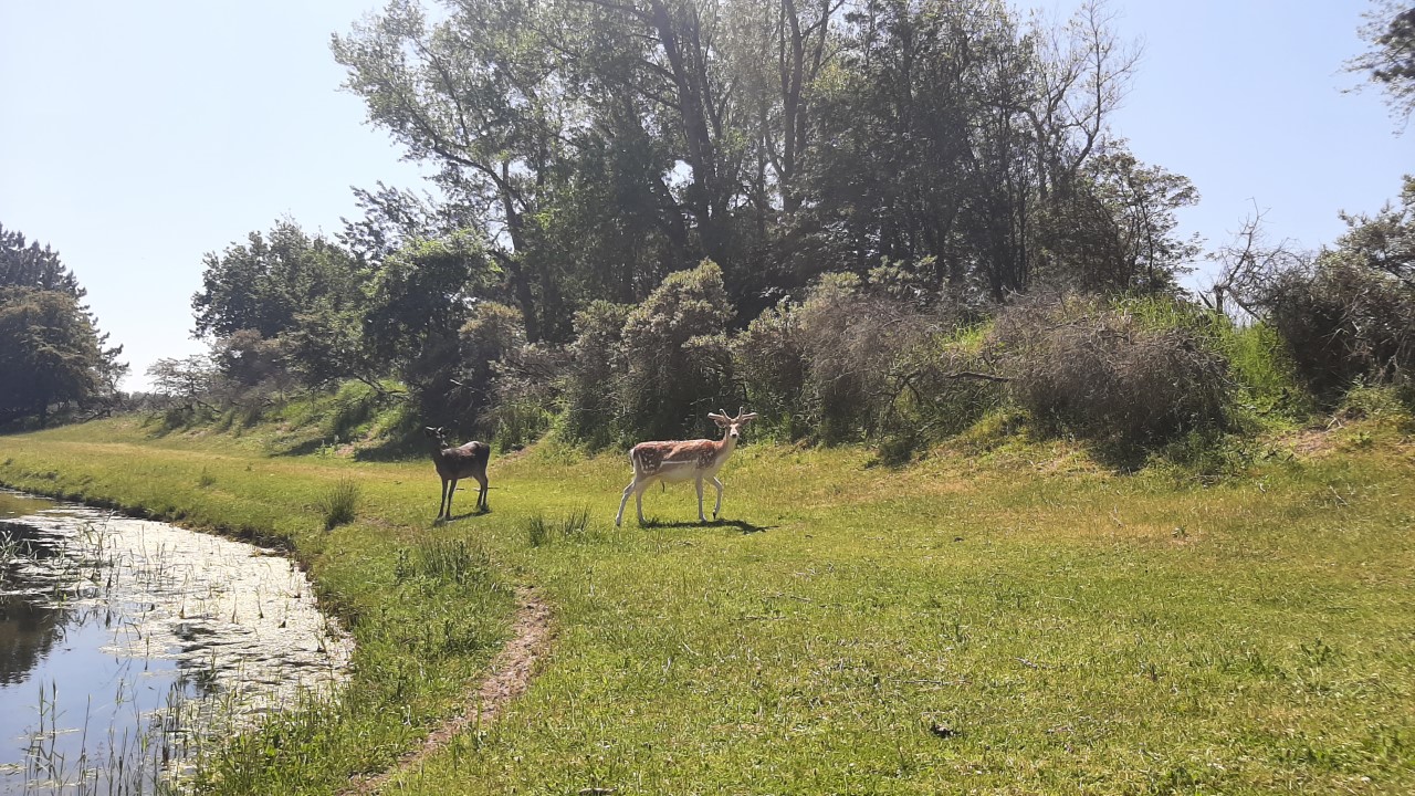Damherten in de Amsterdamse Waterleidingduinen, foto: Saskia van den Brand