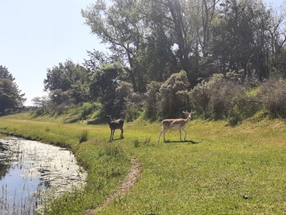 Damherten in de Amsterdamse Waterleidingduinen, foto: Saskia van den Brand