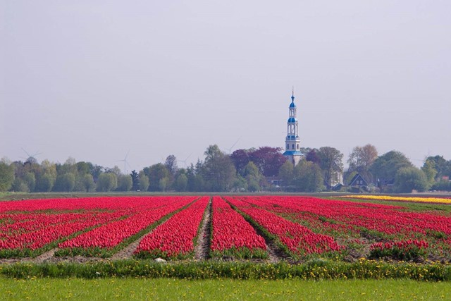 Proef de lente tijdens deze 8 gezellige wandelevenementen; wandeltocht Naar de Bollen