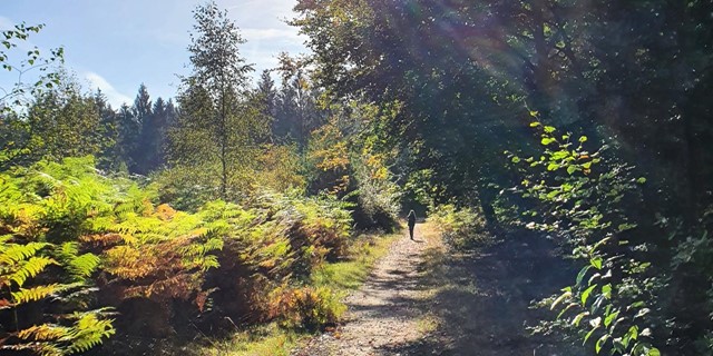 10 Wandelroutes Op De Utrechtse Heuvelrug Wandelen In De Ijstijd Amerongse Bos