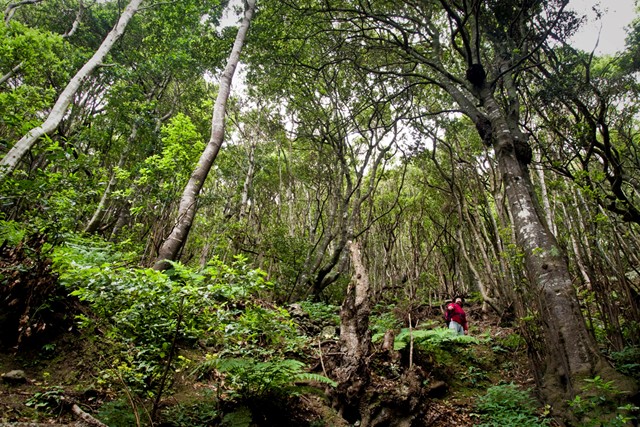 Wandelen in natuurpark Anaga op Tenerife; laurierbos