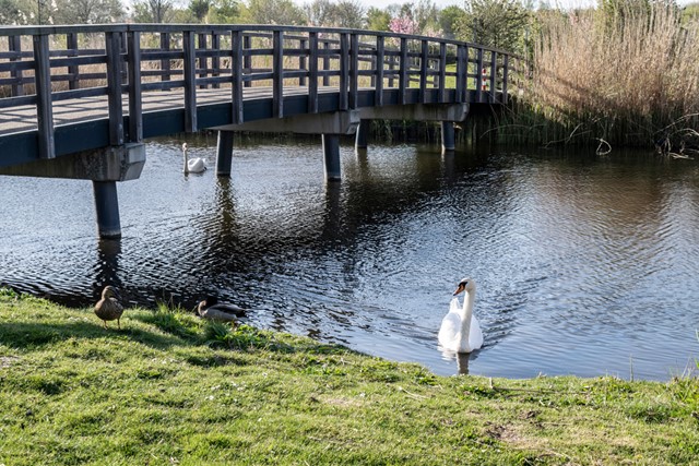 afbeelding van een zwaan in het water en een brug, in het park in Almere.
