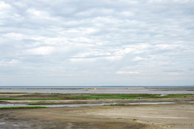 de Oostvaardersplassen