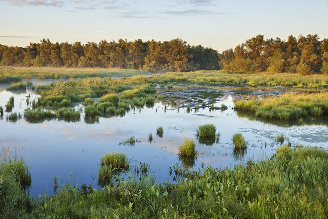 afbeelding van de Biesbosch, water en moerasbos.