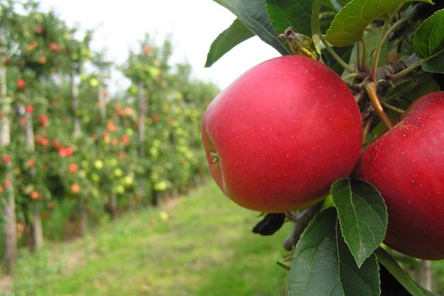 Fruitteelt in de Betuwe. (Foto: © Digicla, Flickr)