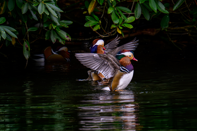 De Renderklippen Ontdekken (2)