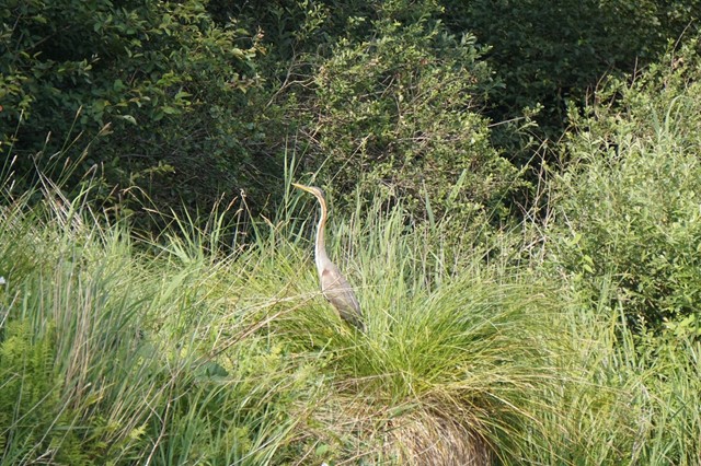De purperreiger