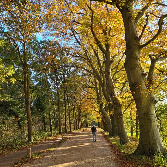 afbeelding van een wandelaar op een pad met goudgele blaadjes aan de bomen.