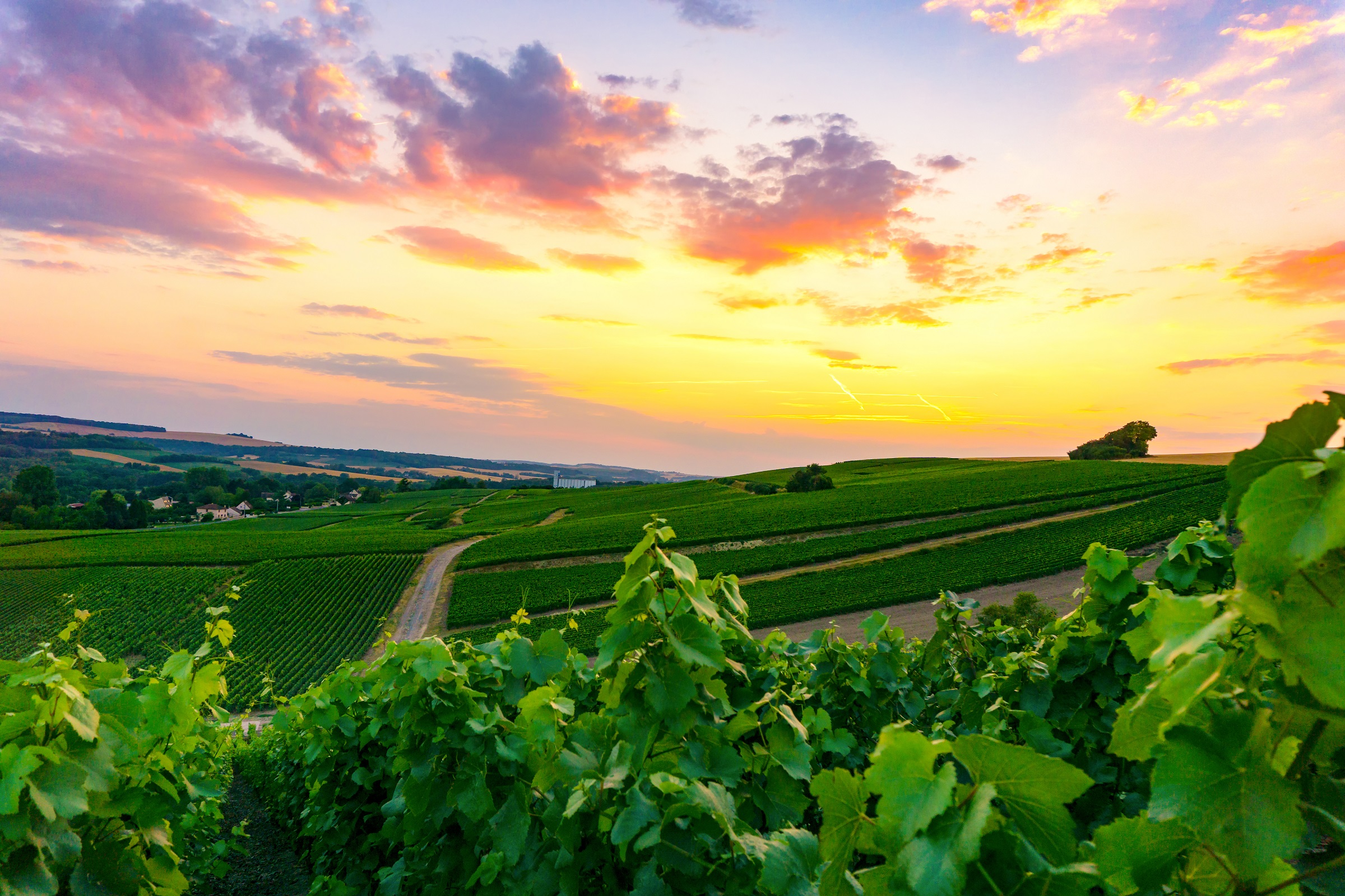 Wijngaard met ondergaande zon