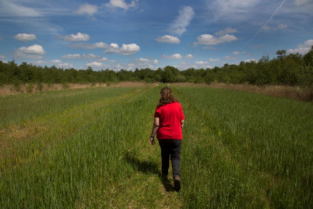 Wandelen door het graslandschap in de Weerribben.