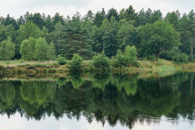 afbeelding van een bos en een meer.