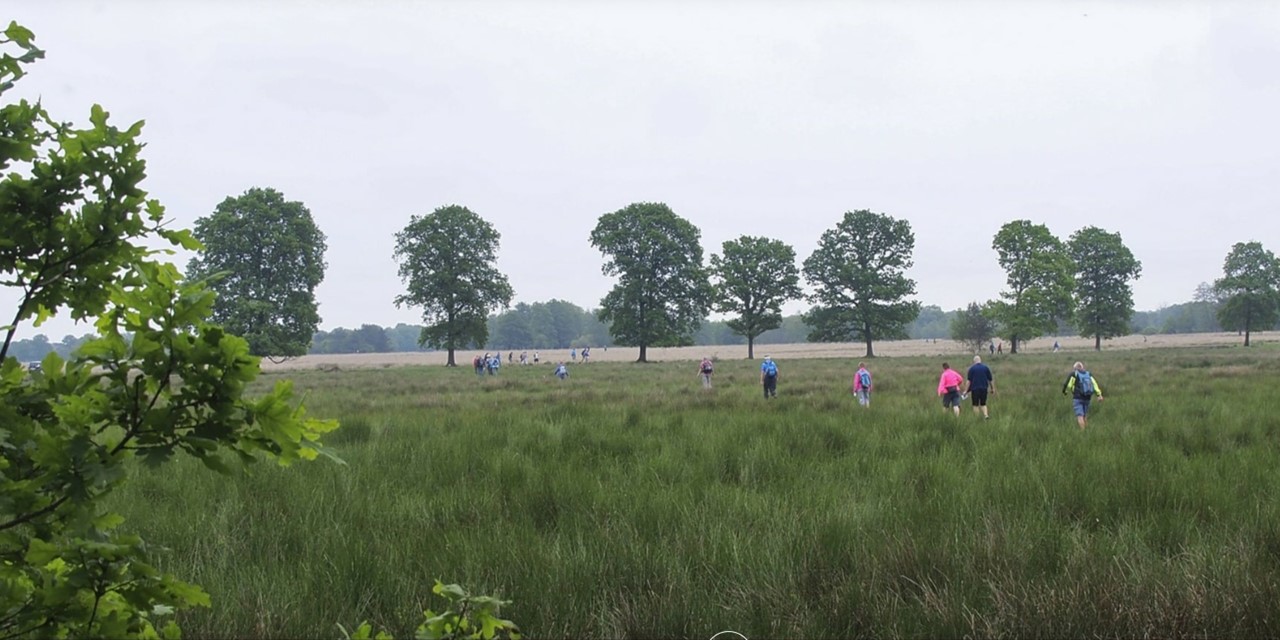 Doe mee met de 29e Drents Friese Woud wandelvierdaagse; wandelen in de natuur