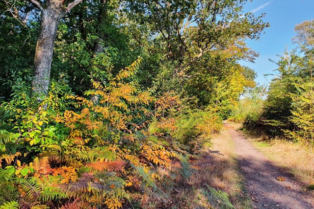 Wandelen in de ijstijd Amerongse Bos, herfst varens