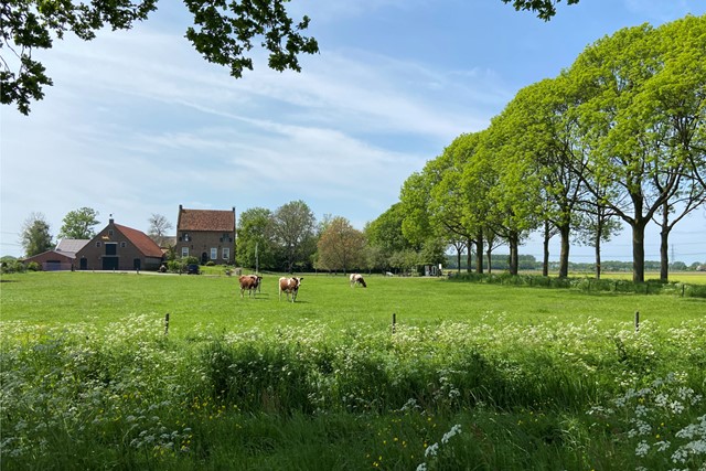 boerenlandschap met gras en koeien.