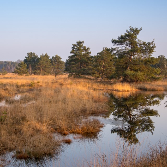 de vennen in het natuurgebied Kampina.
