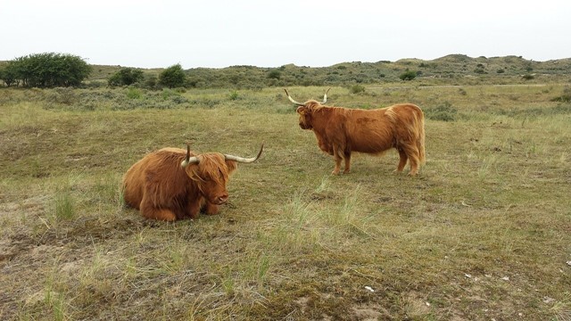 Kennemerduinen