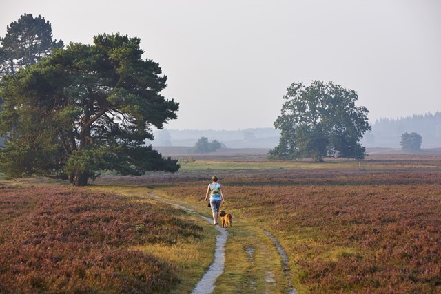 Hier moet je aan denken bij het wandelen op onverharde paden heidewandeling