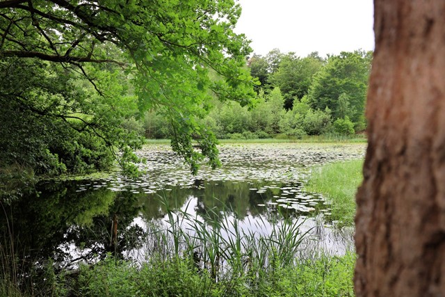 afbeelding van water bij de vennen bij Oisterwijk.