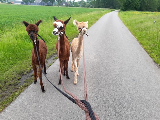 Alpaca Zorgboerderij De Marke