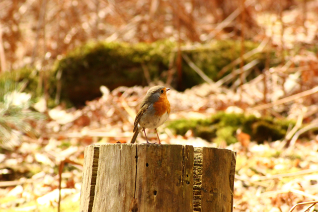 Wandelroute Kaapse Bossen Uitzichttoren Flora En Fauna