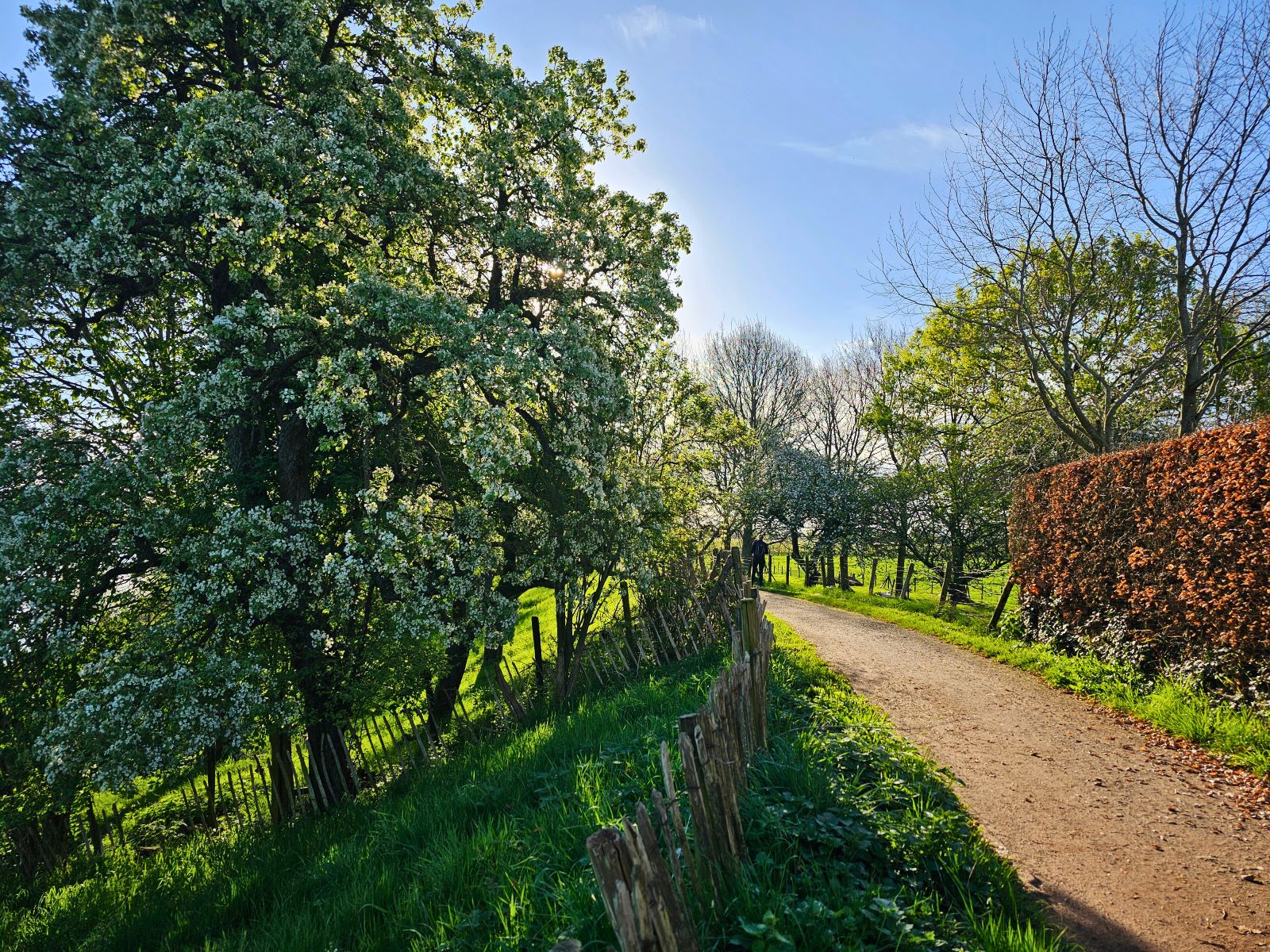 Wandelroute Door De Betuwe De Bloesemroute : Bloesem Geldermalsen