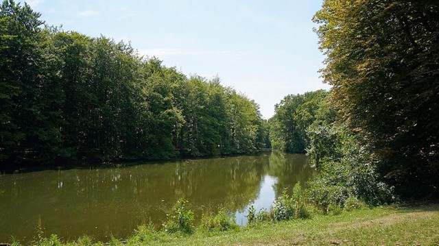 Vijver in het Haagse Bos