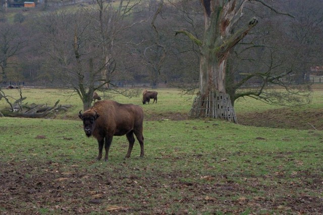 /veilig-wandelen-in-gebieden-met-grote-grazers1
