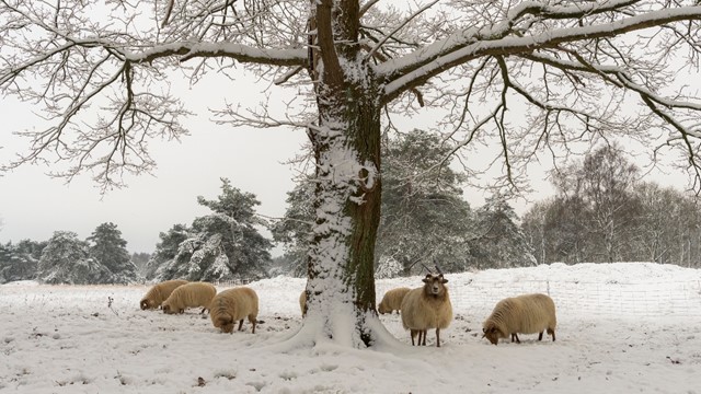 Schapen 