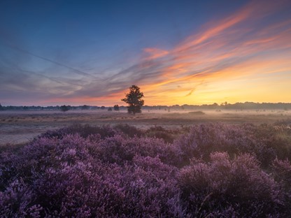 Heideveld in de mist en magische kleuren.