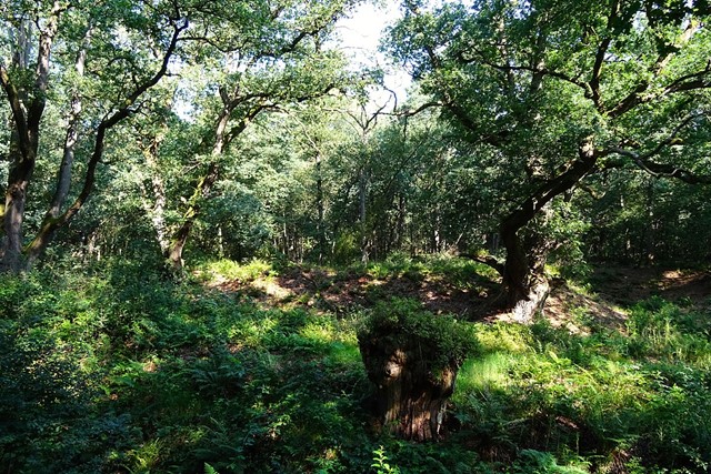 Wodanseiken bij Wolfheze